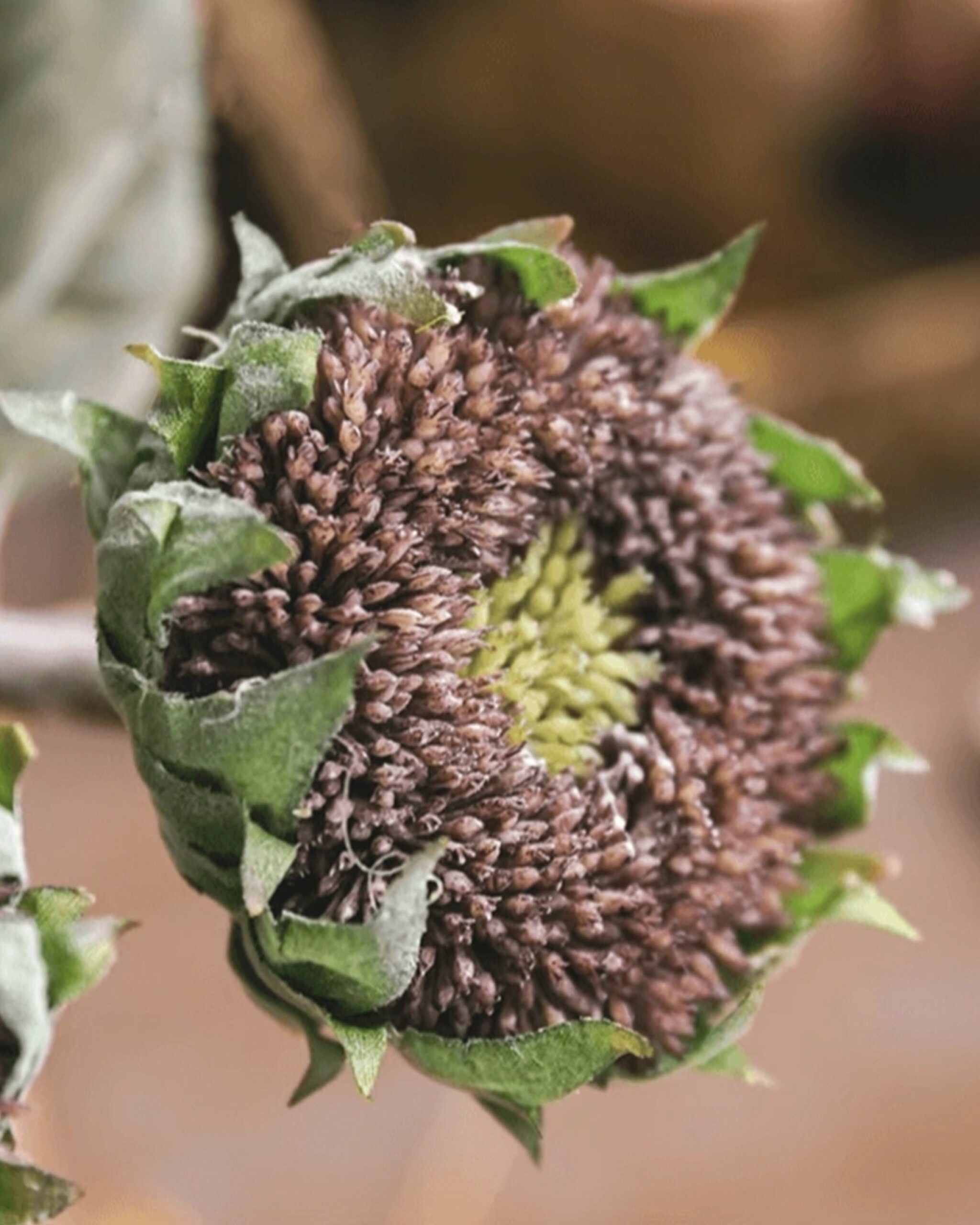 dark-purple-sunflower
