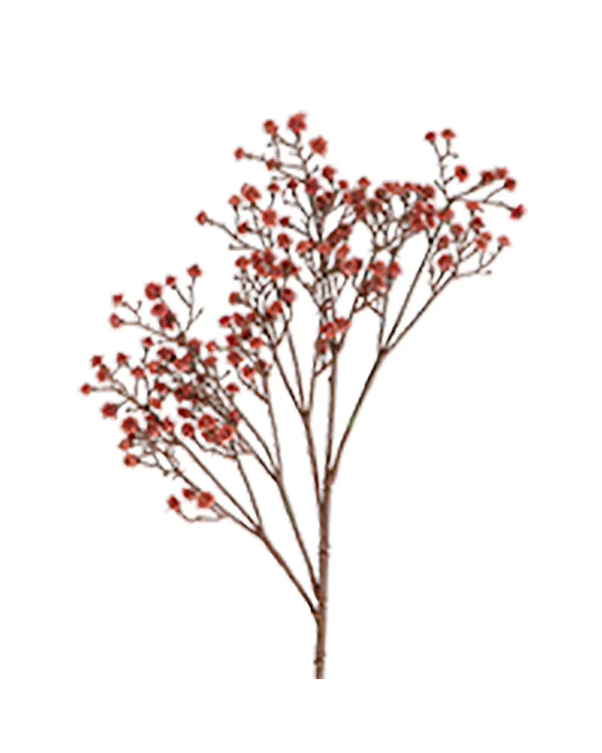 gypsophila_spray_6ffe55fc-0565-4c3c-99cd-9a5373584d8f