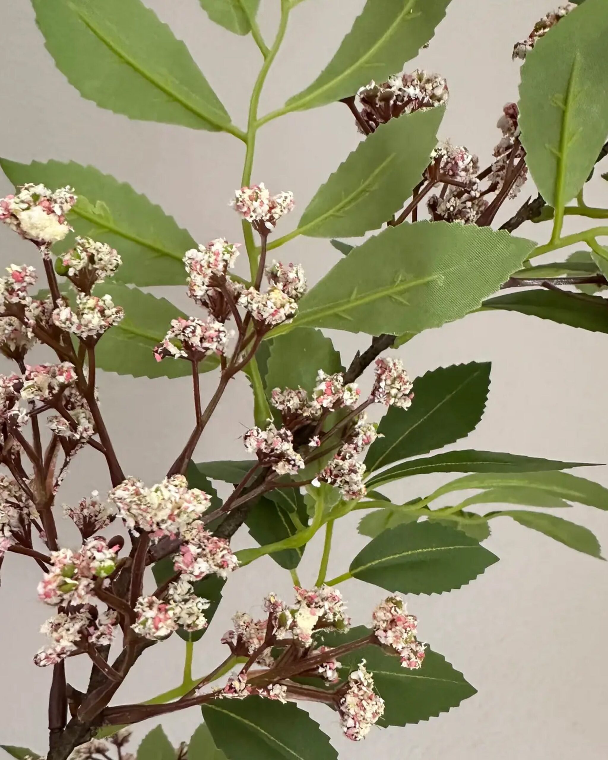 pink-sumac-spray