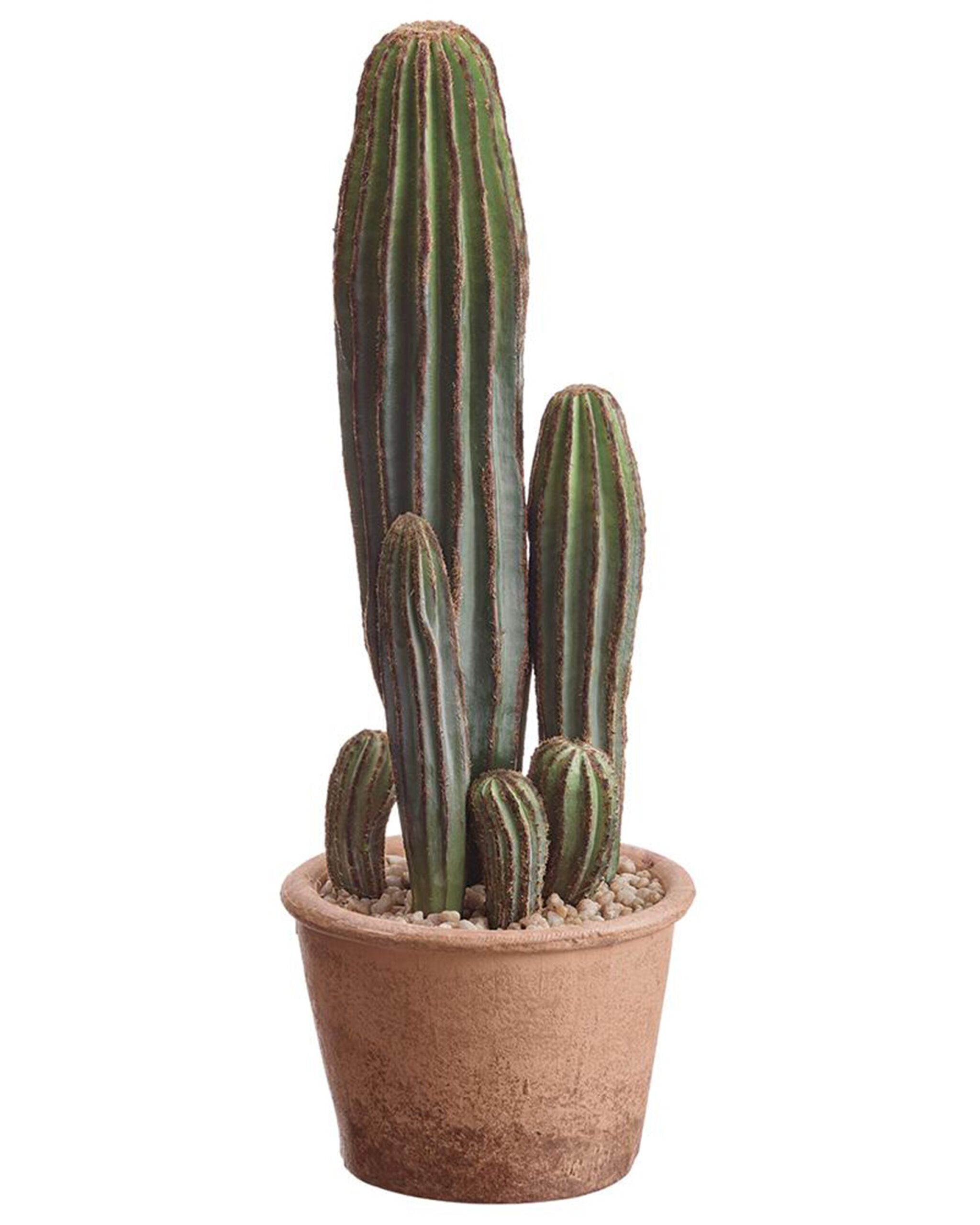 tall-cactus