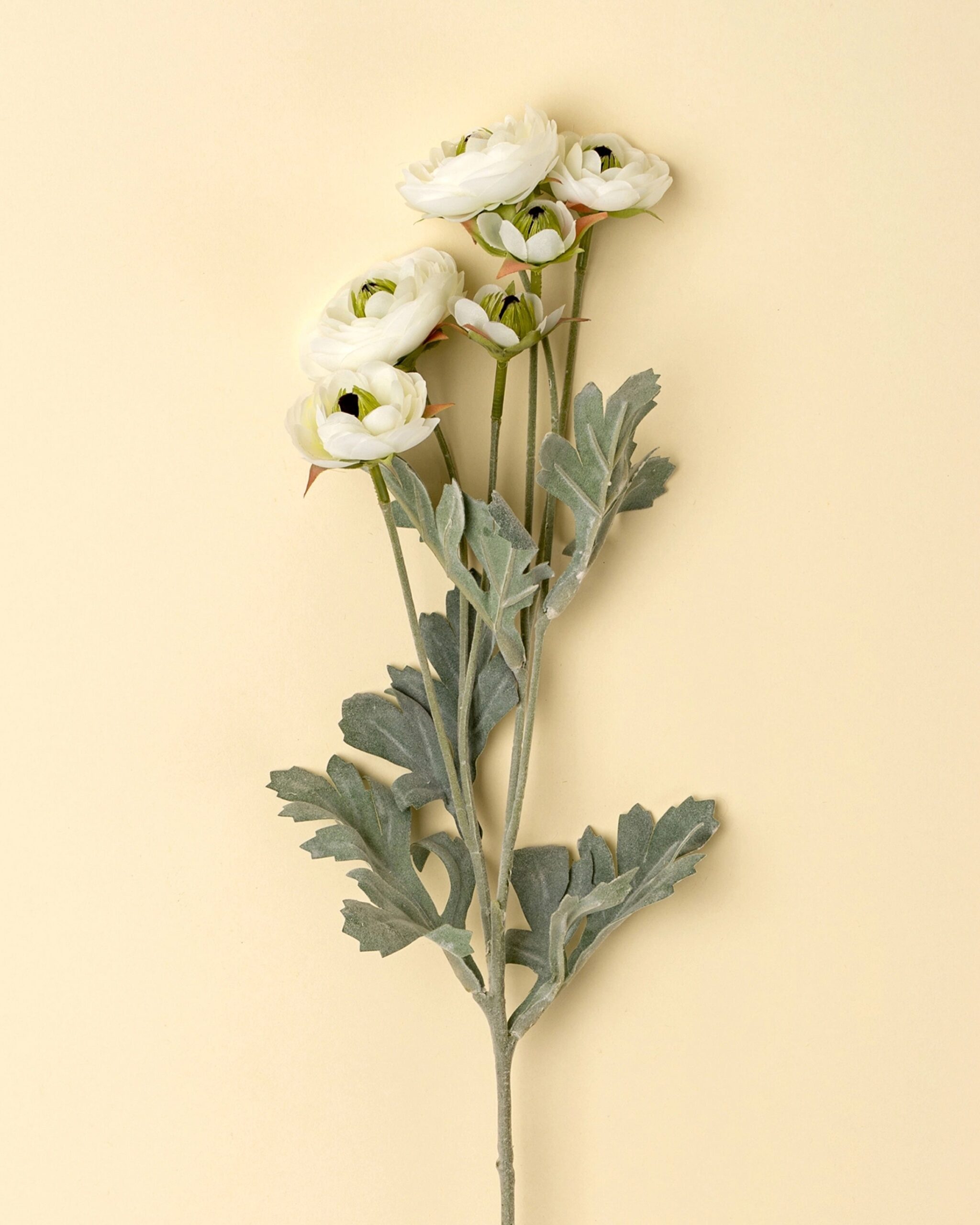 white-Ranunculus